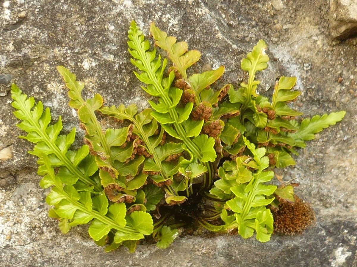 Asplenium marinum (Aspleniaceae)
